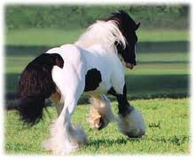 Fűben Fekszem álmodom enyém vagy szép táltosom